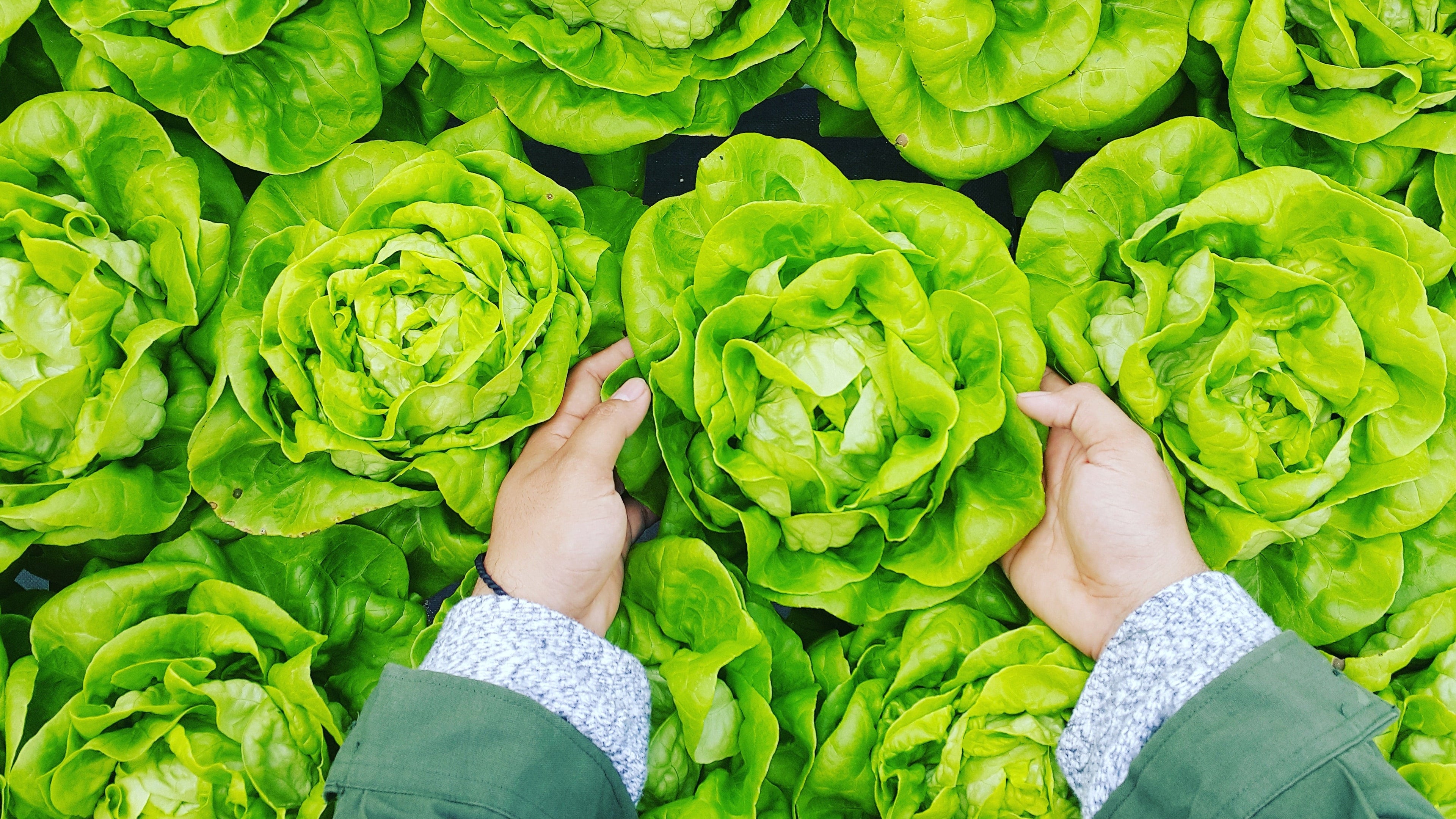 From Farm to Table: The Journey of Radix Nutrition’s Premium Ingredients